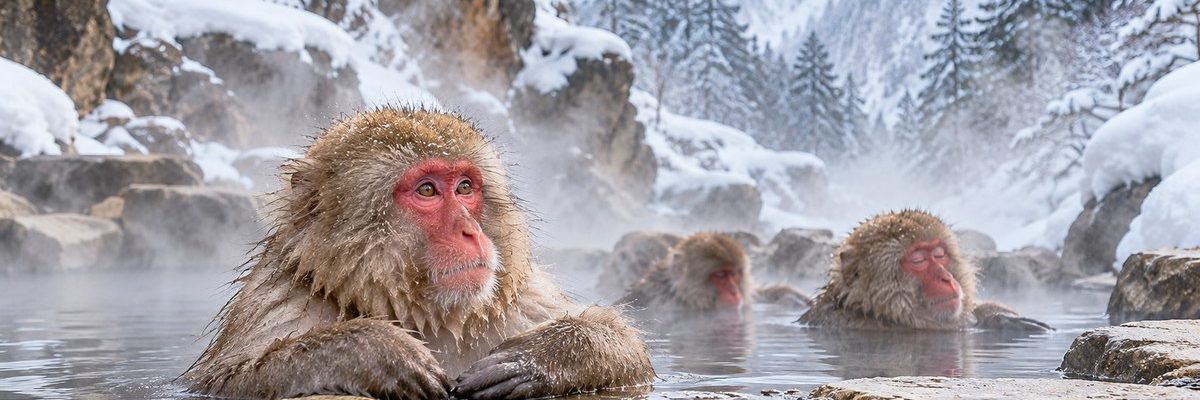 從東京搭新幹線直達！長野地獄谷野猿公園看雪猴泡湯完整攻略