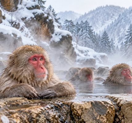 從東京搭新幹線直達！長野地獄谷野猿公園看雪猴泡湯完整攻略